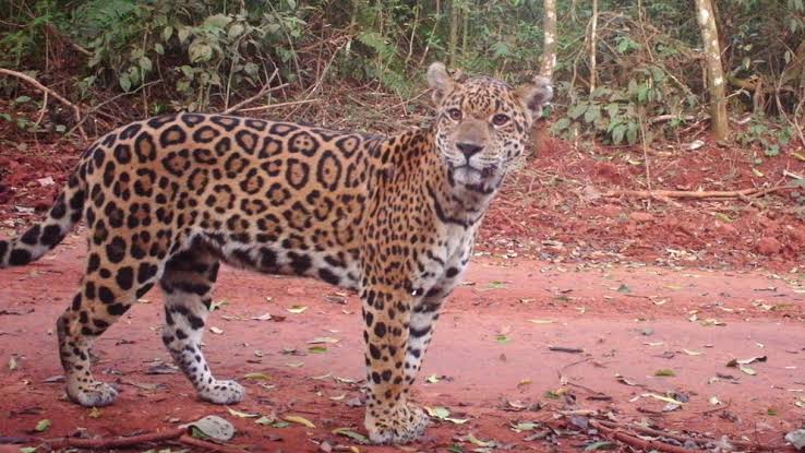  La ONU reconoció a Misiones por el primer seguro del mundo destinado a proteger al yaguareté