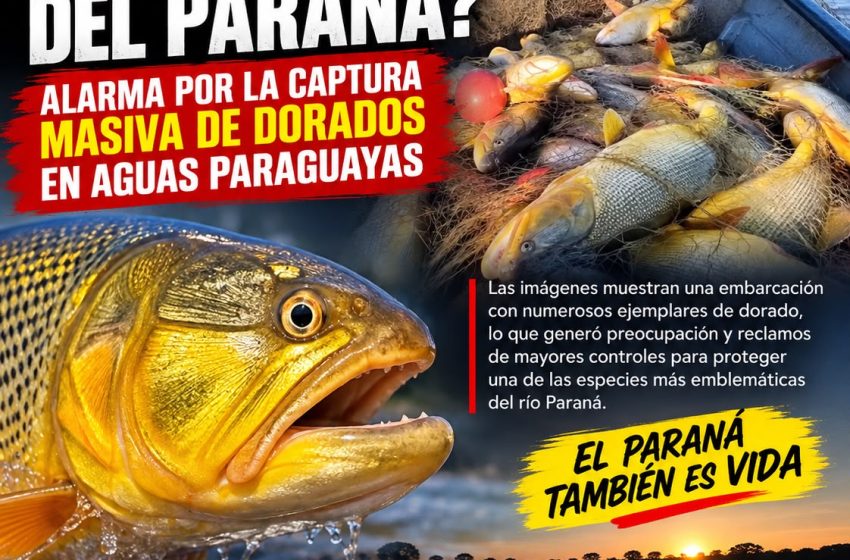  ¿SE MUERE EL TIGRE DEL PARANÁ? ALARMA POR LA CAPTURA MASIVA DE DORADOS