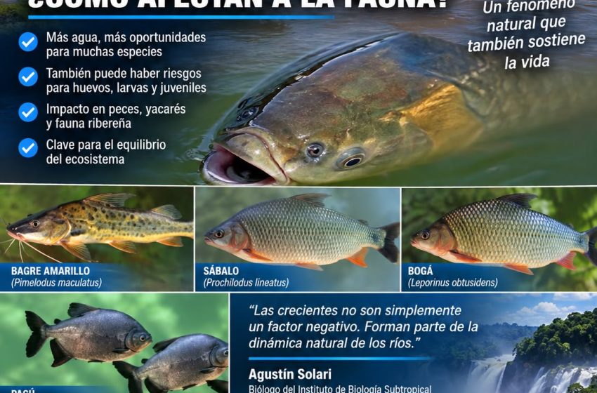  CRECIDAS EXTRAORDINARIAS: ¿QUÉ PASA CON LOS PECES, YACARÉS Y LA FAUNA CUANDO LOS RÍOS SE DESBORDAN?