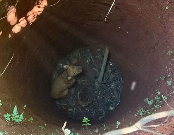  RESCATARON UN PERRO QUE CAYÓ EN UN POZO DE 7 METROS