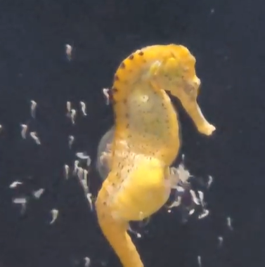  AquaFoz registró por primera vez en video el nacimiento de caballitos de mar